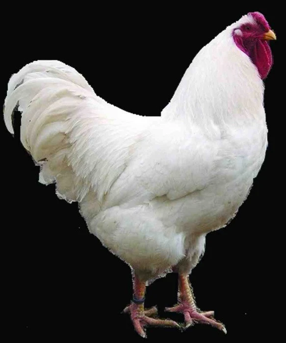 Oravky