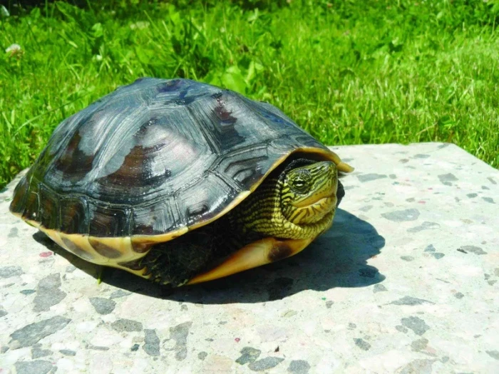 Želva čínská v teráriu (Mauremys sinensis, Gray 1970)