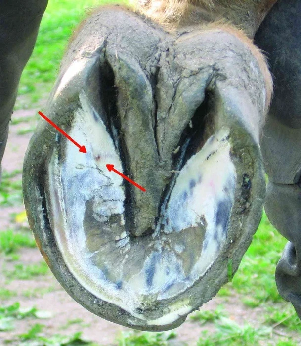 Koňský domácí lékař 5: Kopytní absces