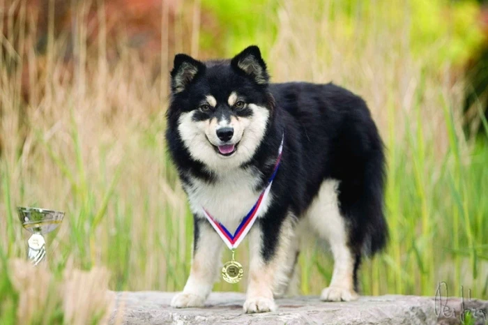 Lapinkoira aneb dobrosrdečný chlupáč