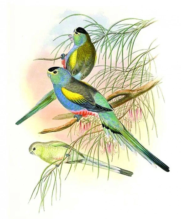 Papoušek žlutoramenný Psephotus chrysopterygius Gould, 1858