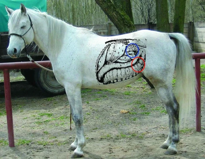 Koňský domácí lékař 9: Kolika
