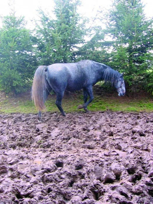 Koňský domácí lékař 9: Stroupky na nohách