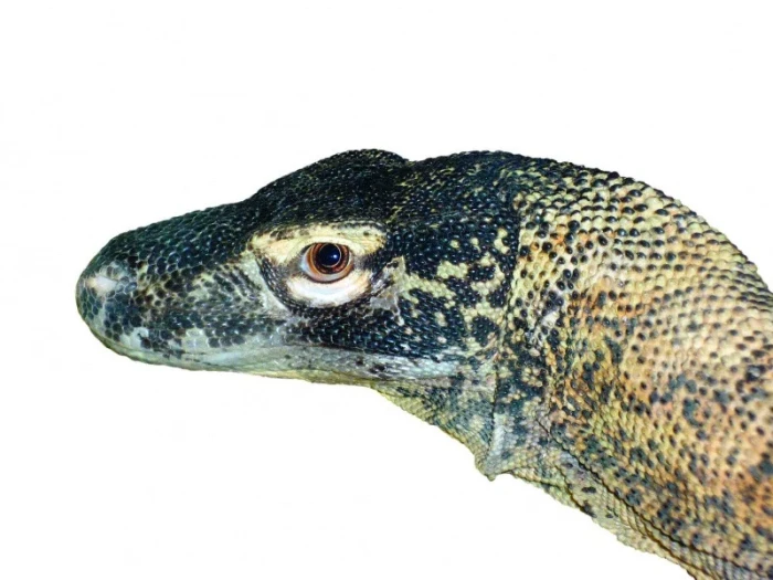 Komodský drak poprvé v Brně Varanus komodoensis Owens, 1912