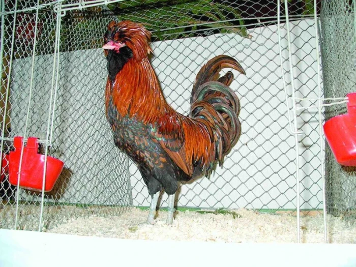 Paduánky