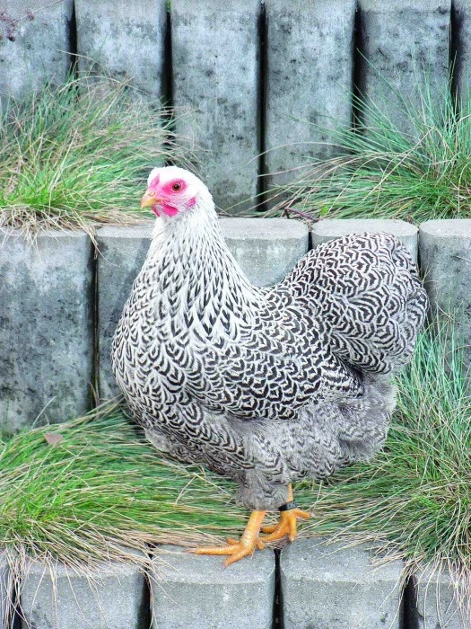 Nenesou? – 9. část Vyplatí se chov slepic?