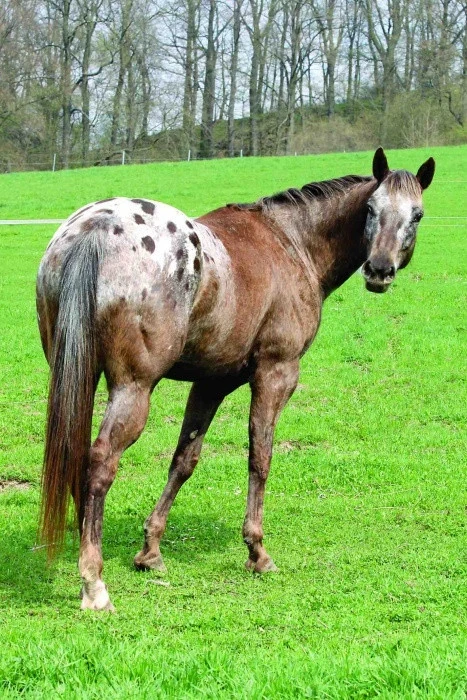 Puntíkaté potěšení