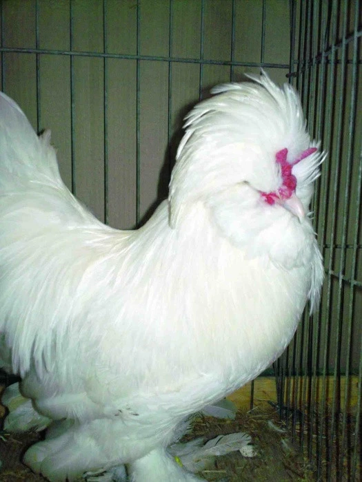 Sultan Cz R Sultánky | iFauna.cz