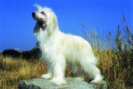 Čínský chocholatý pes (Chinese Crested Dog)