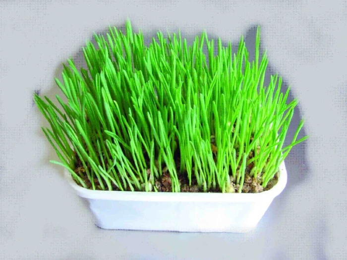 Zelené krmení