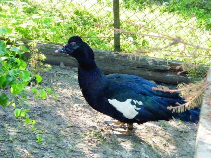 Pižmovky domácí