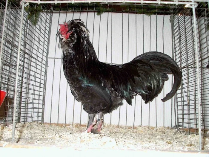 Hudánky