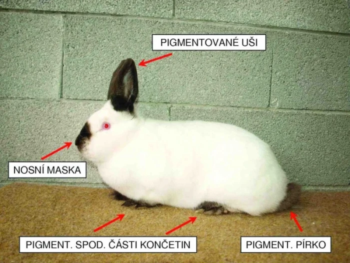 Střední plemena králíků v našich chovech VIII. Kalifornský a nitranský