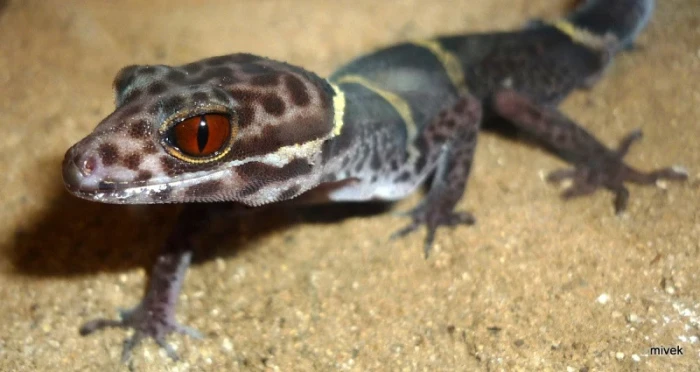 Goniurosaurus hainanensis
