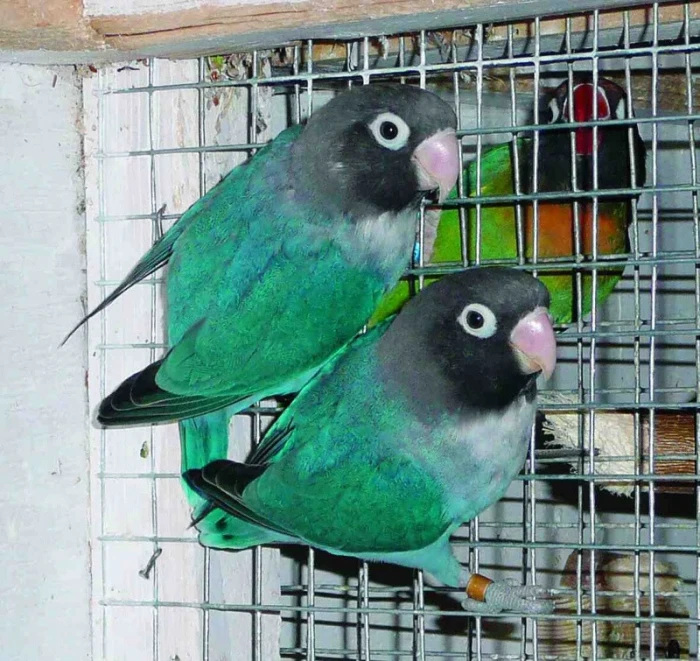 Můj chov agapornise hnědohlavého (Agapornis nigrigenis)