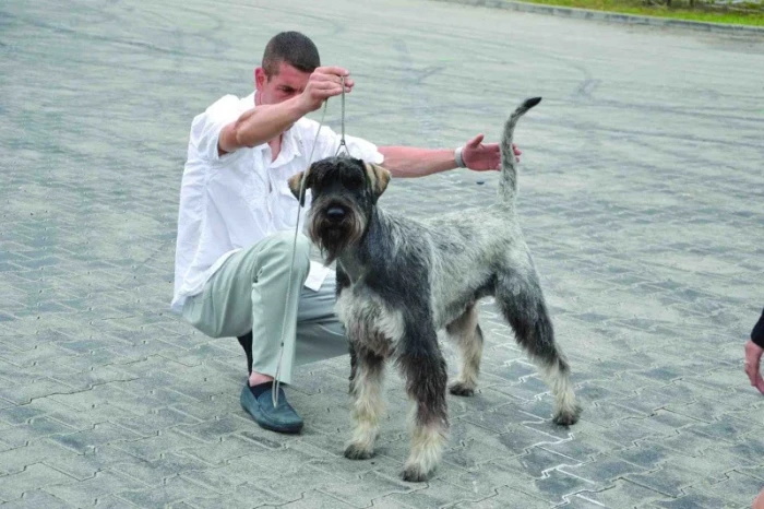 Výstavy psů – díl 3. Nácvik výstavních dovedností