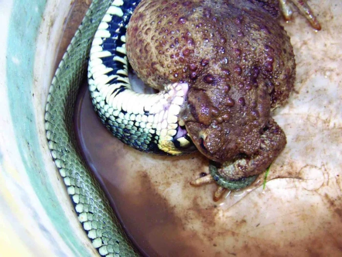 Predátoři obojživelníků aneb Natrix natrix vs. Bufo bufo