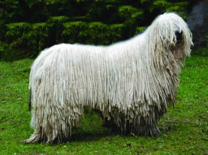Komondor