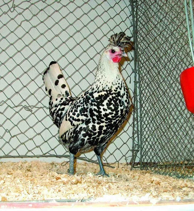 Apencelští chocholáči