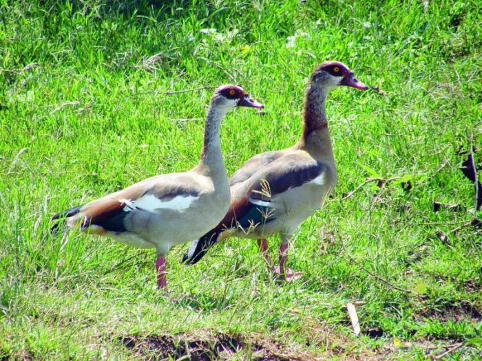 Ugandský deník Cesta za horskými gorilami