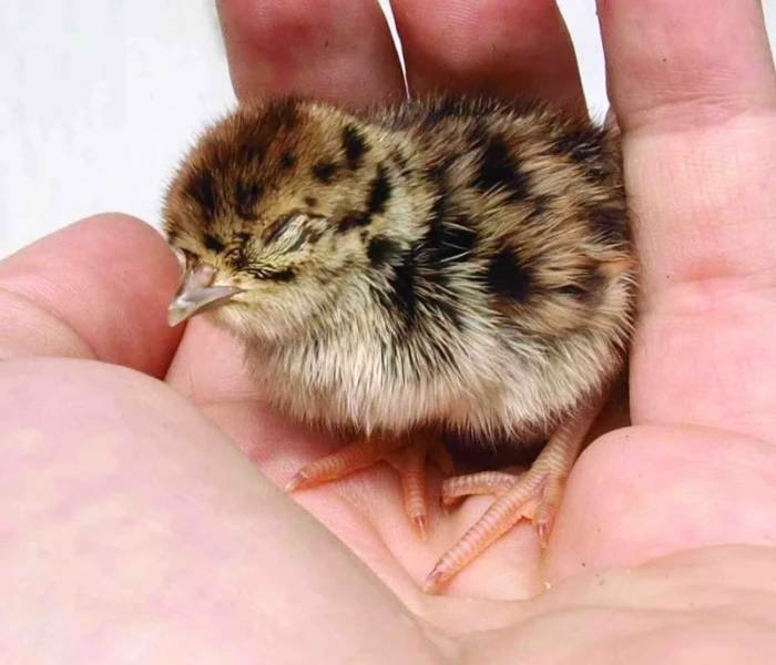 Koroptev polní (Perdix perdix)