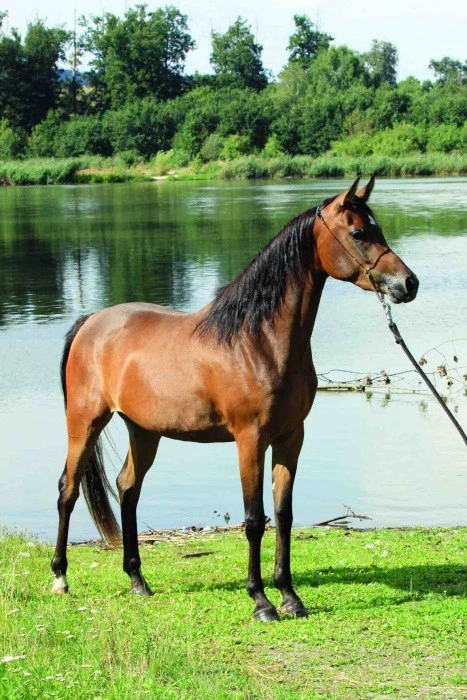 Al Qurquf Arabians