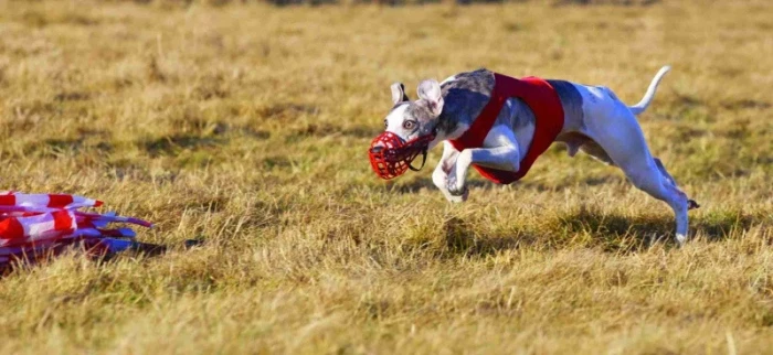 Coursing