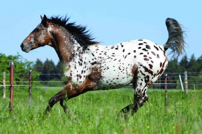 Chexy's farm