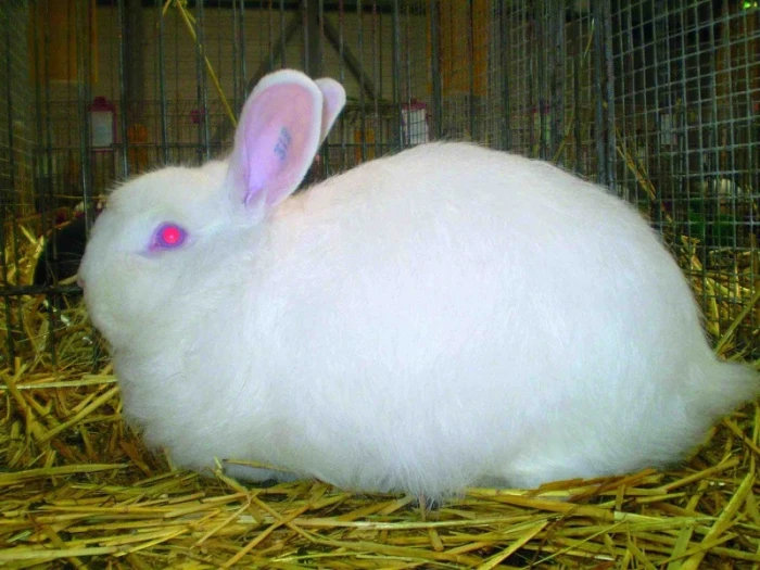 Plemena králíků se změněnou srstí 4 Liščí a zakrslý liščí