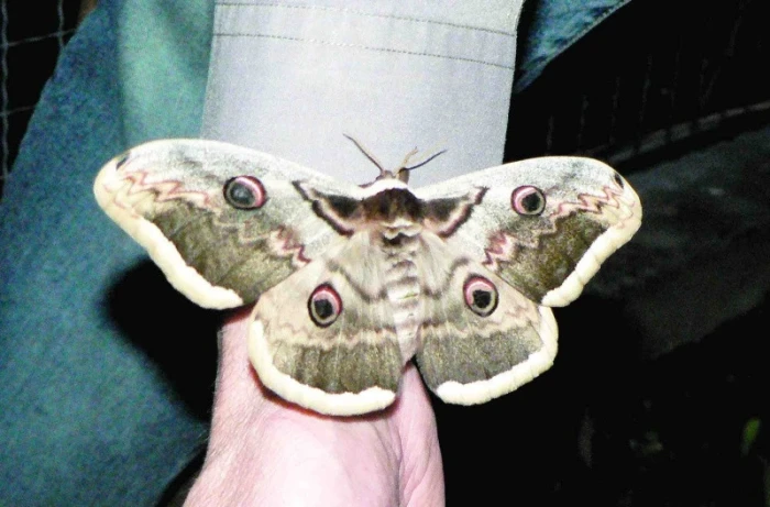 Martináč hrušňový (Saturnia Pyri)