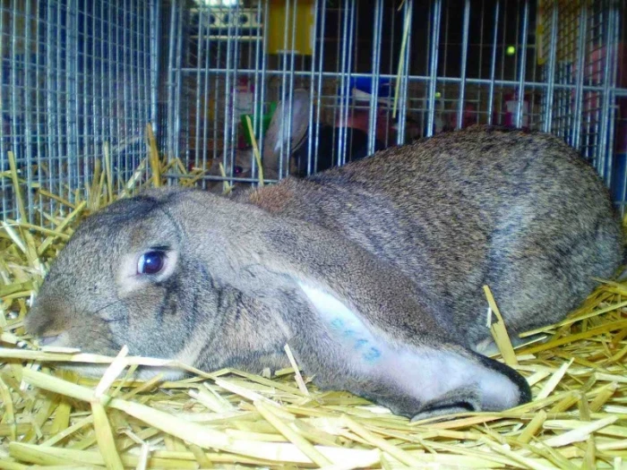 Posuzování králíků v obrazech IV. Typ