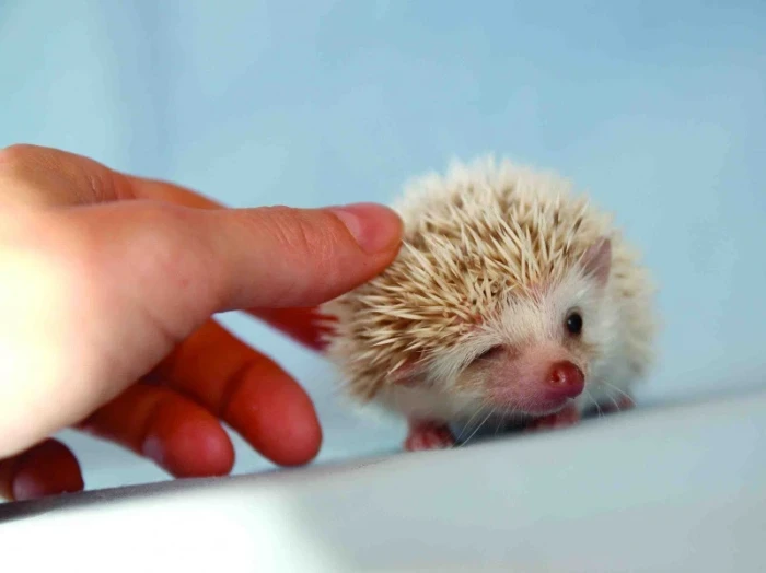 Africký trpasličí ježek (Atelerix albiventris / Atelerix algirus)