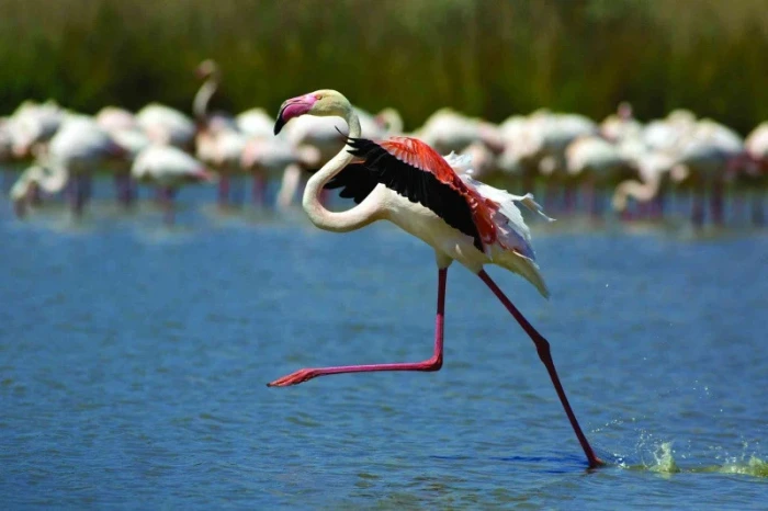 Camargue