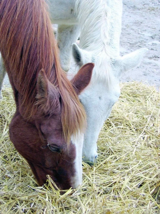 Domov pro koně  Díl 15: Podestýlka mnohokrát jinak