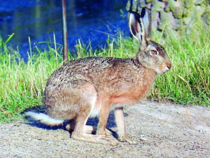Zajíc polní Lepus europaeus, Pallas, 1778
