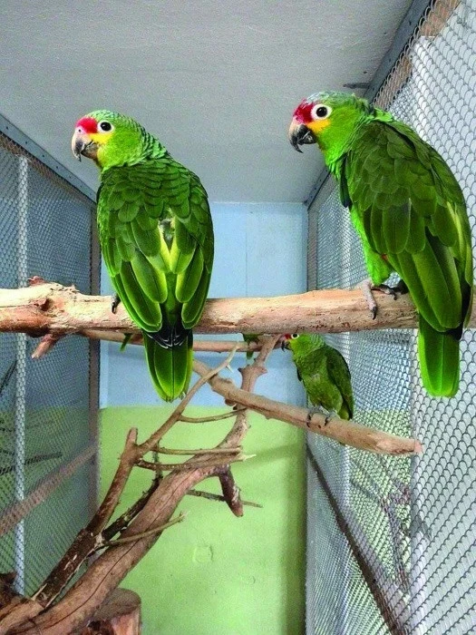 Chov a odchov amazoňanů žlutolících středoamerických – Amazona autumnalis autumnalis