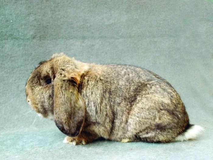 Malý beran