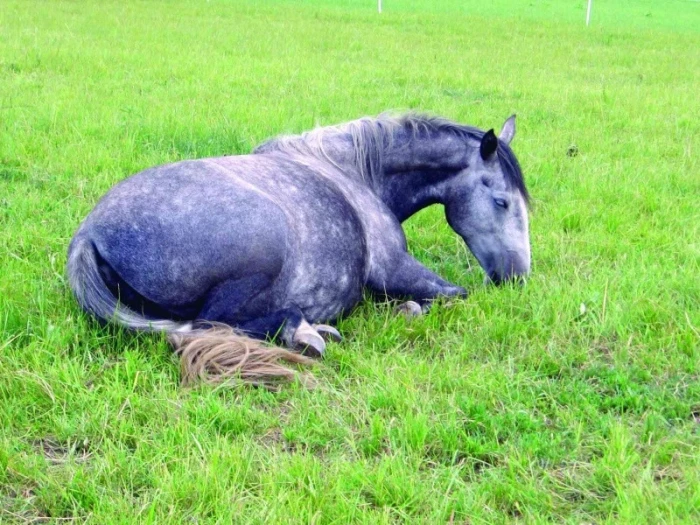 Dobrou noc a sladké sny – Domov pro koně, díl 22.
