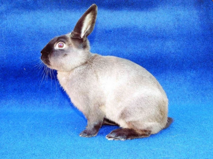 Kuní králík