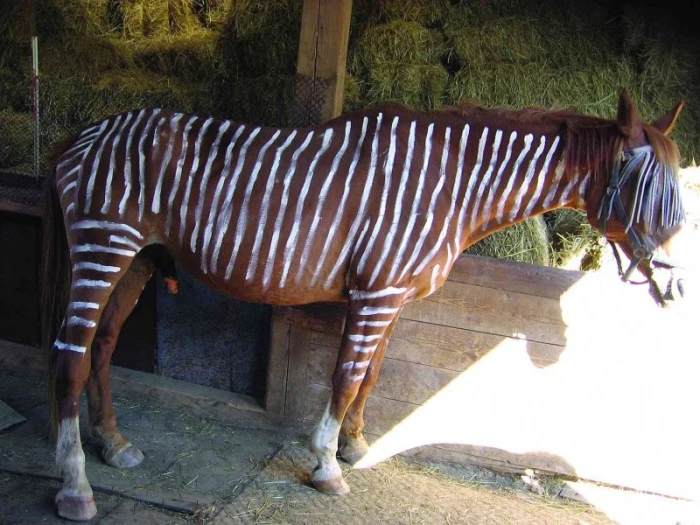 Masky proti hmyzu a repelenty