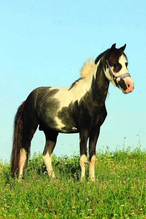 Jezdecká stáj Royal Liberty