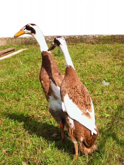 Kachny indičtí běžci