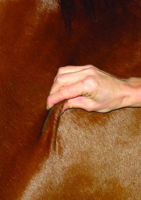 Koně v tropickém horku