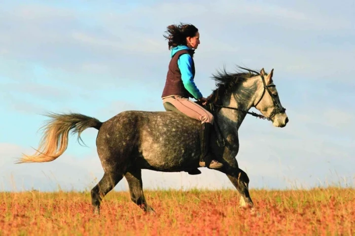 Co vás zajímá: Ježdění bez sedla