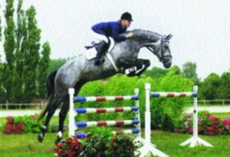 Körung holštýnských hřebců 2000