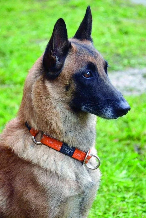Belgický ovčák – malinois