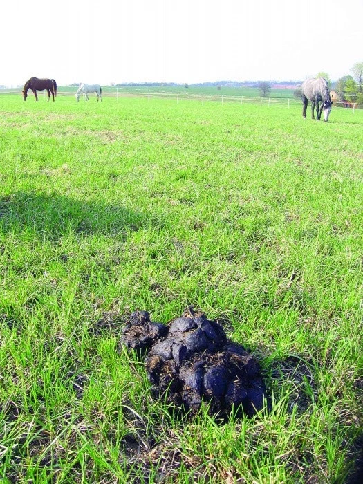 Chyby a omyly při odčervování koní