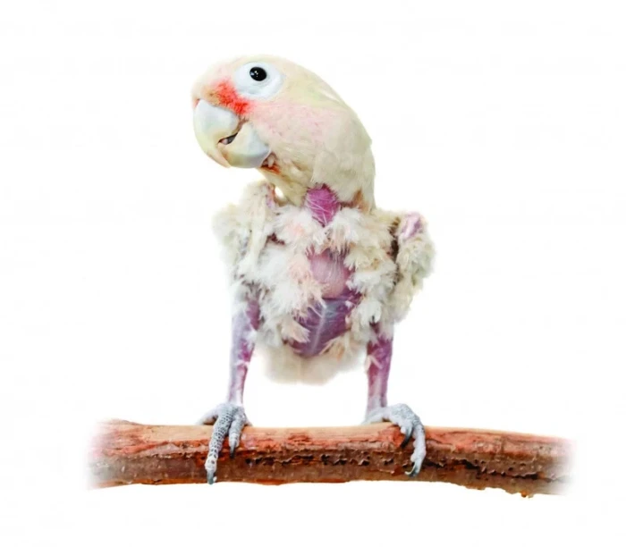 Když si papoušek škube peří