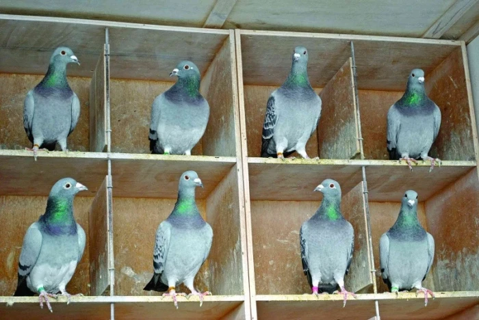 Červen na holubníku