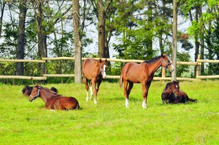 Co vás zajímá: Pojídání trusu